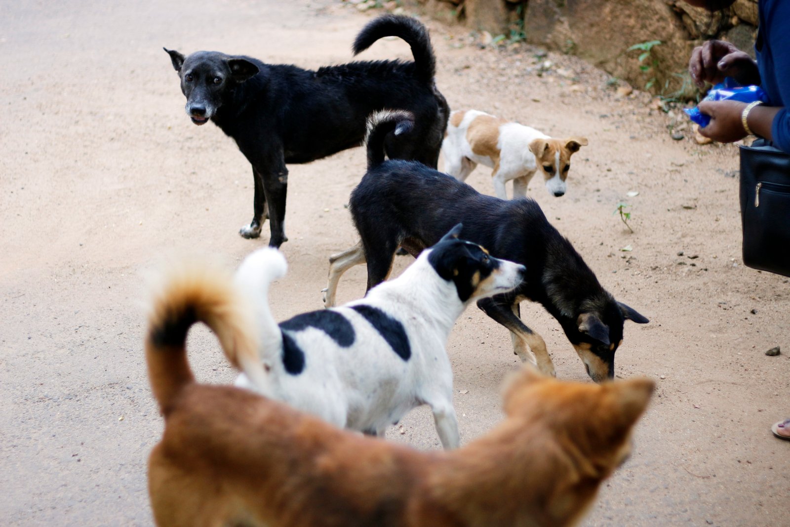 How to Help Stray Dogs in India